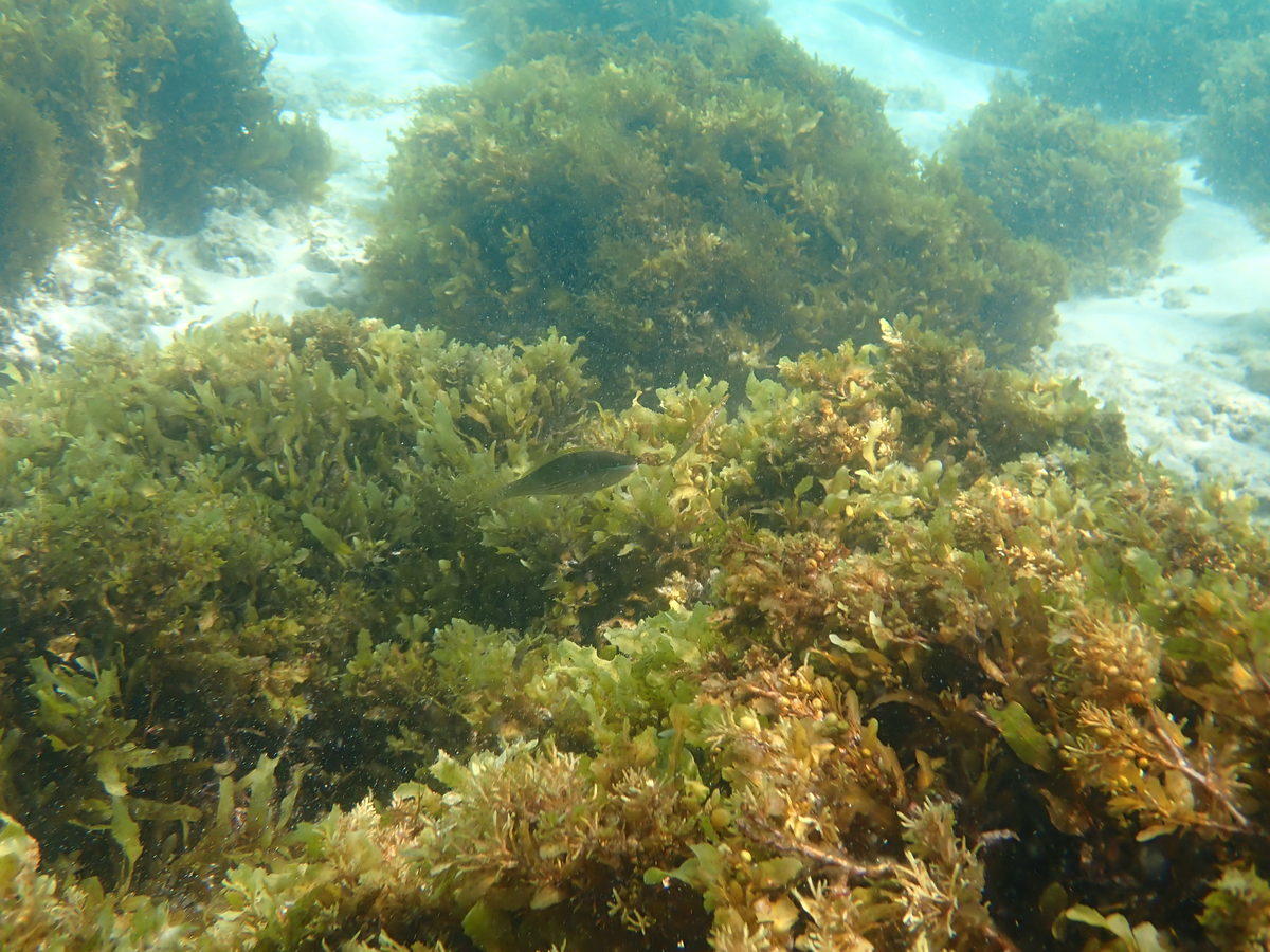 Stethojulis strigiventer