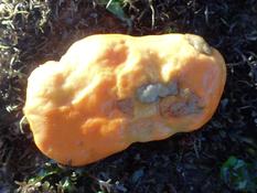 Suberites pagurorum ?