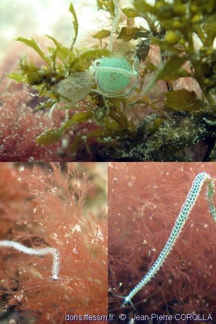 Bonjour,<br /><br />Ca m'a immédiatement fait penser à cette photo de JP Corolla, mais à 1000 km de Thau !!<br />Une petite phyllodoce, sûrement...