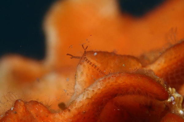 Sur une rose de mer  quel organisme ?