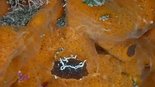 SVP, de quoi s’agit-il de marron sur cette éponge orange ?