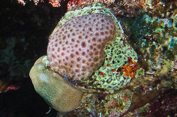 SVP, quel est le nom de ce beau corail ?