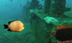 SVP, quel est le nom de ce poisson ?