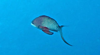SVP, quel est le nom de ce poisson ?