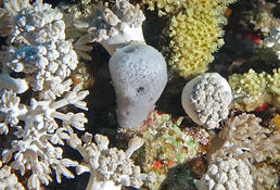 SVP, quel le nom de cet animal blanc spongieux au milieu de la photo ?