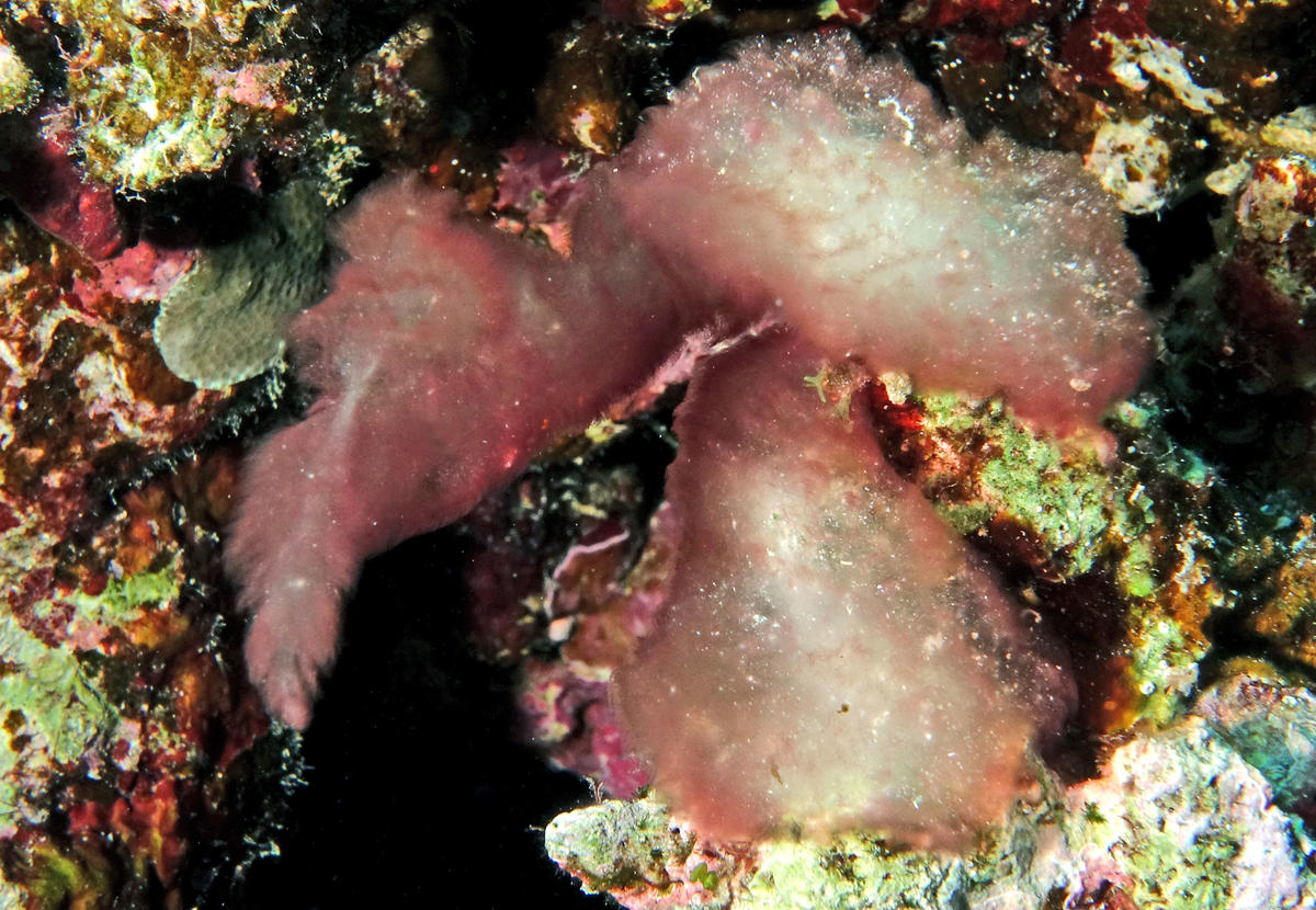 <p>Whoua ! Une colonie de cyanobactéries.</p><p>Encore un truc nouveau. J'étais bien loin d'imaginer que la mer, en l'occurrence la mer Rouge, étai...