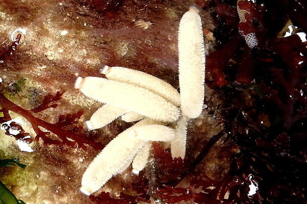 Sycon ciliatum | (Fabricius, 1780) ?