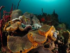 Symbiose Eponge - Corail ?