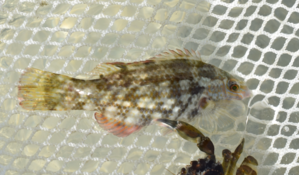 Symphodus bailloni  ou Centrolabrus exoletus ?
