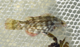 Symphodus bailloni  ou Centrolabrus exoletus ?