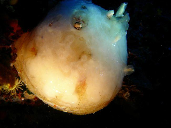 Synascidie Conique ou Orange de Mer