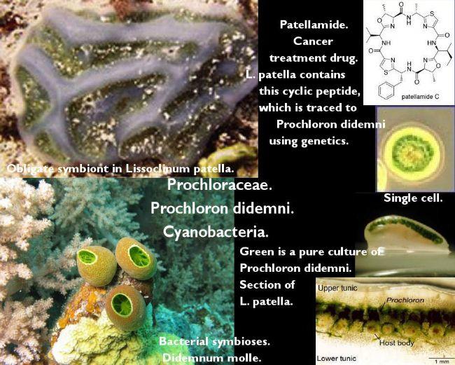 <p>Vert ou bleu.  Cyanobacteria. Prochloraceae. Prochloron didemni?  OU autre ?.</p><br>Composition pour usage éducative uniquement. Les images ne...