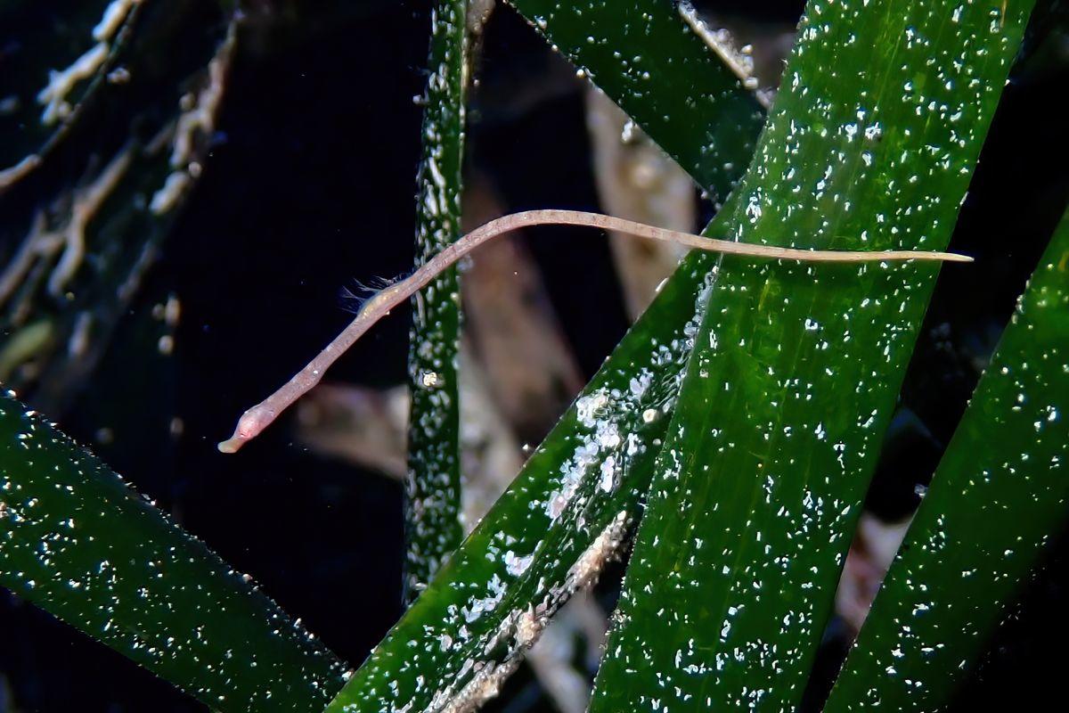 Syngnathe juvénile probablement