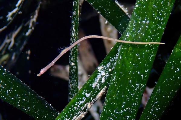 Syngnathe juvénile probablement