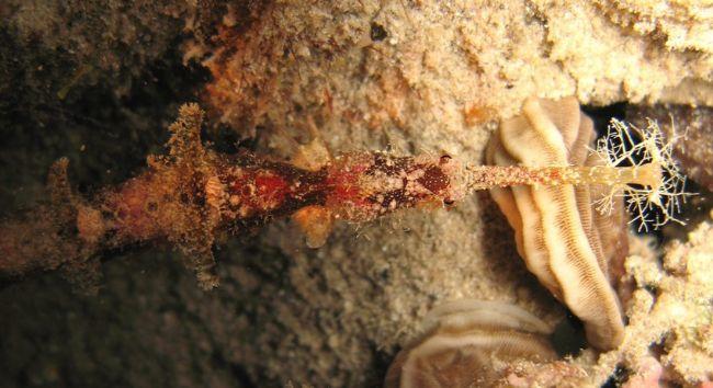 <p>Les marquages ventral et autres, semble typique de Halicampus macrorhynchus 18cm max. en centre Indopacifique. Je vous soumets une photo prise e...