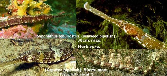 <p>Syngnathus acus.  (Greater pipefish). TL (Taille total)maxi, 50cm. Plutôt Manche, Mer du nord.</p><br><p>Syngnathus tenuirostris. (Seaweed pipef...