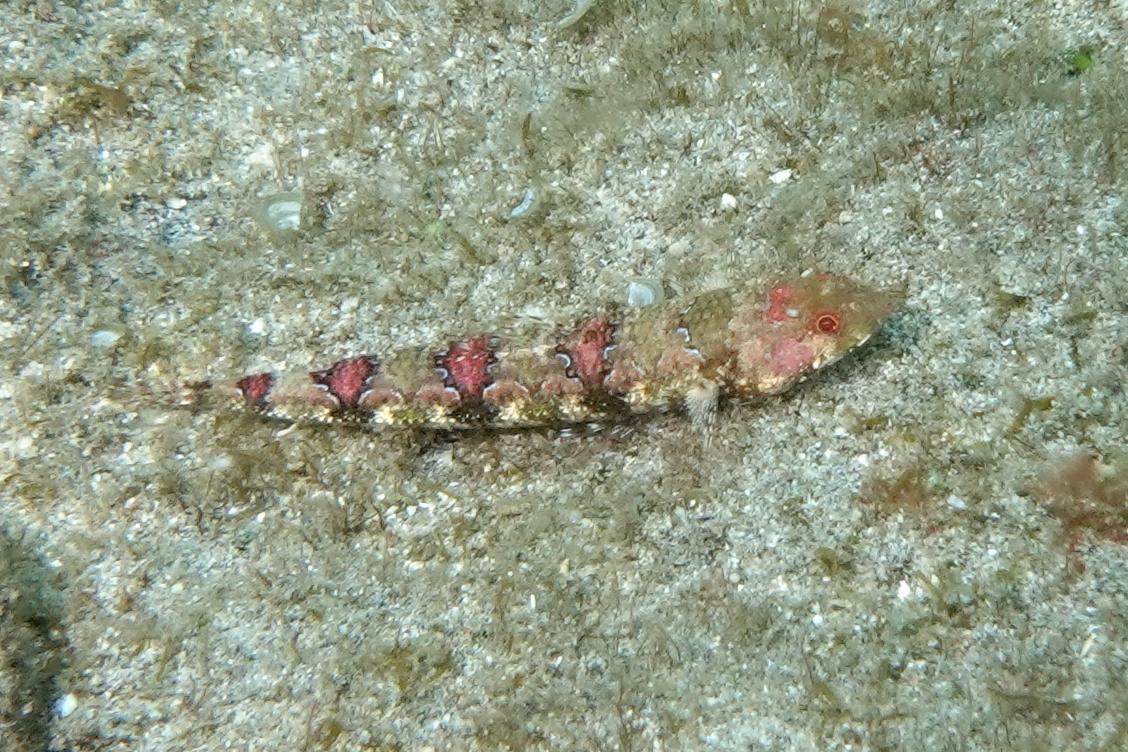 Synodus rubromarmoratus ? La Réunion