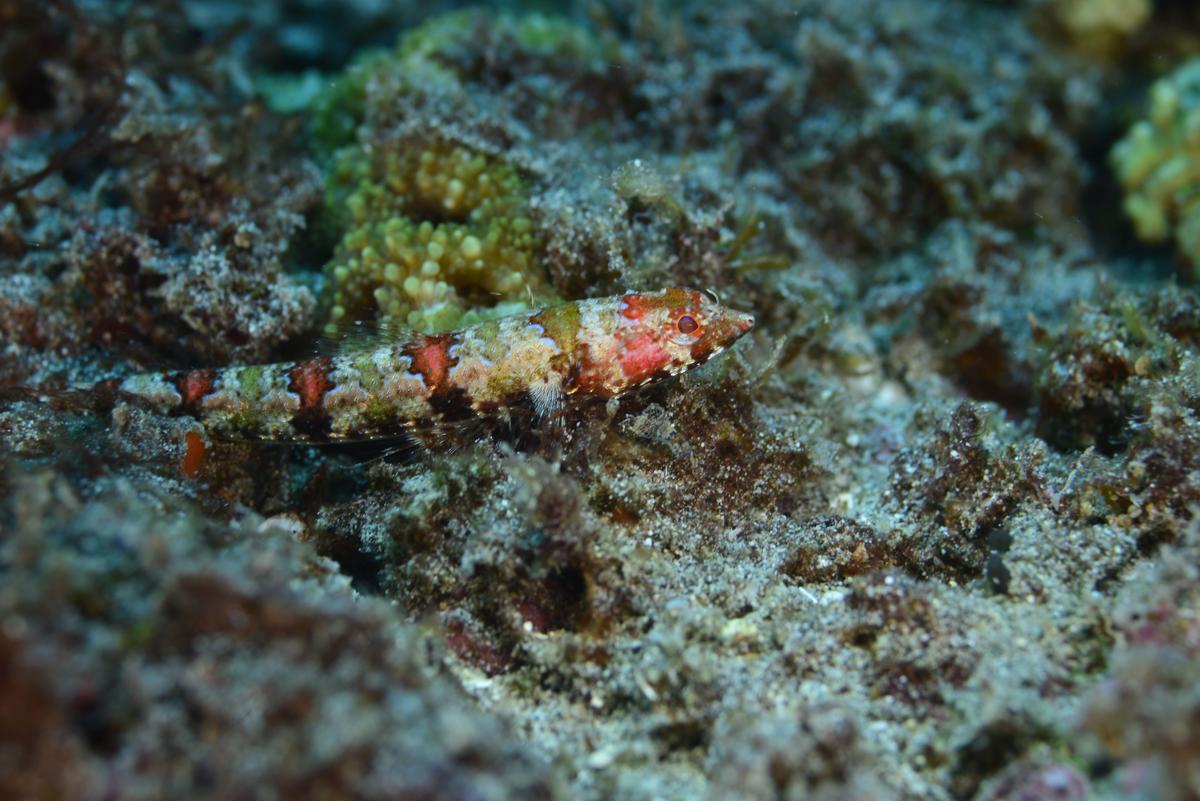 <p>Bonjour,</p><p>Synodus rubromarmoratus canyon Reunion</p><p>taille max 8,5 cm (Allen)</p>