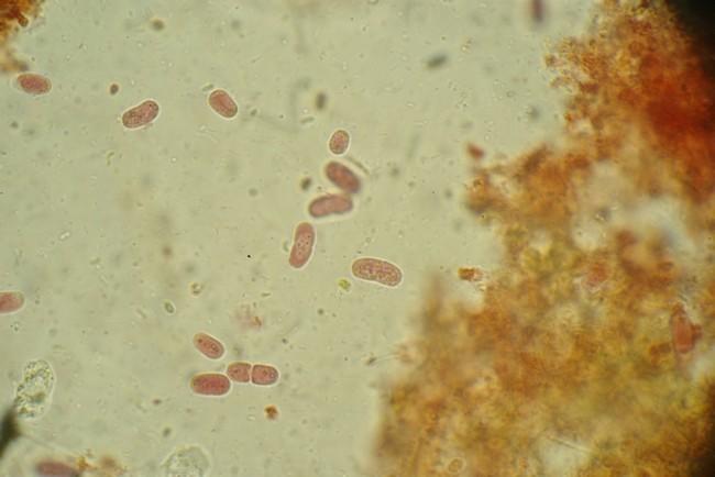 Bonsoir à tous,<br /><br />voici la conclusion de l'enquête!<br />La couleur rouge est bien due à une cyanobactérie unicellulaire, à savoir Synecho...