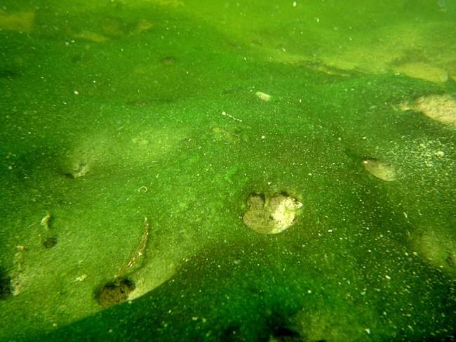 concernant les cyanobactéries<br /> <br /> le lac de Viry-Chatillon a été observé il y a quelques années.<br /> La photo qui se trouve à la fin du...