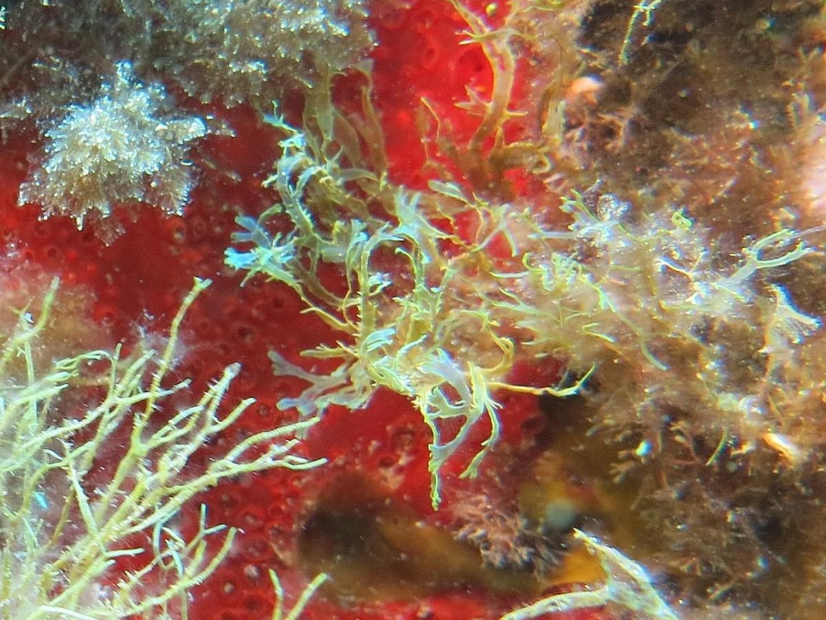 Taonia pseudociliata encore ?