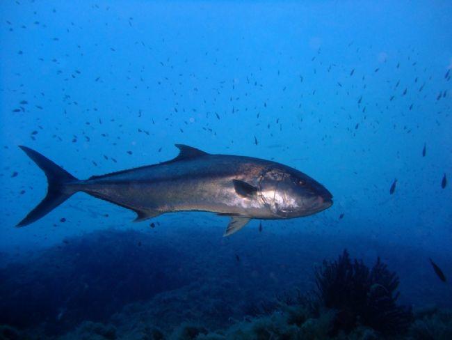 <p>Ce poisson ressemble étrangement à celui que j'avais eu la chance de photographier au mois de septembre, l'année dernière, à Port-Cros, lors d'u...