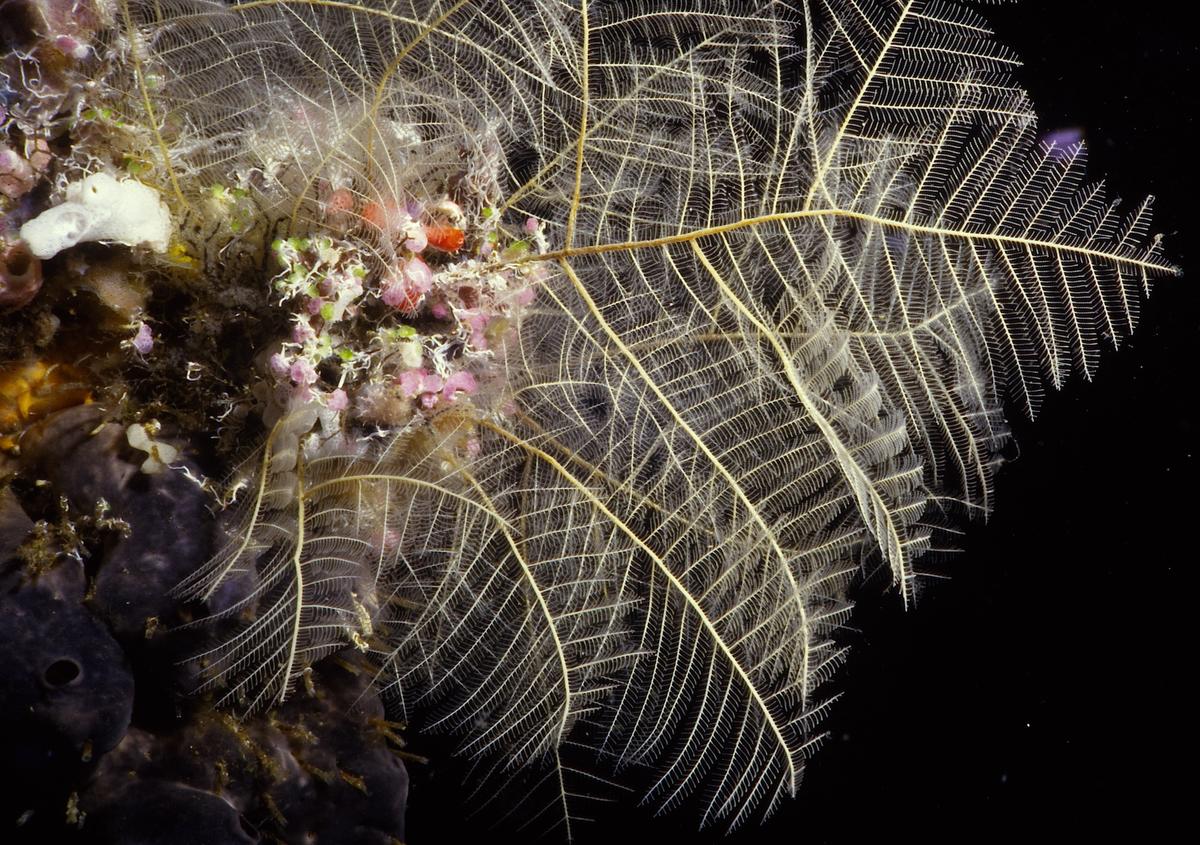 Taxella gracilicaulis