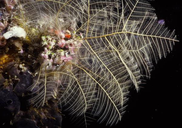 Taxella gracilicaulis