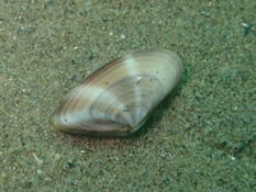 Telline des Saintes Maries de la mer