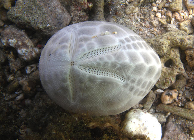 En dehors de la distribution, y a-t-il un moyen pour distinguer entre un test de <em>B. unicolor</em> et <em>B. latecarinatus</em> (photo jointe) ?