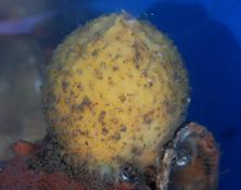 Tethya citrina?