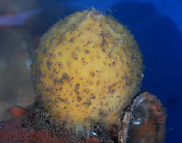 Tethya citrina?