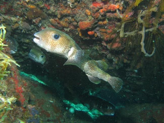 Je ne connais pas ce <em>Takifugu pardalis</em> (tu plonges beaucoup en mer de Chine ?).<br />Ici en Guadeloupe tu as rencontré un de ses cousins :...