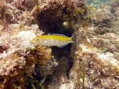 Thalassoma bifasciatum