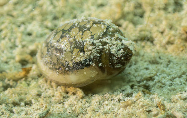 Theodoxus fluviatilis?