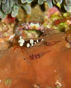 Thor sp. Guadeloupe