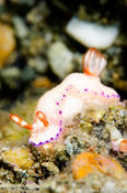 Thorunna australis 