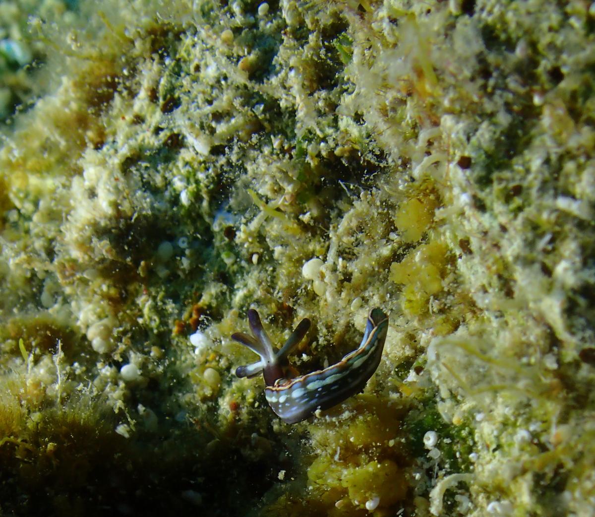 Thuridilla hopei  avec 4 rhinophores ?