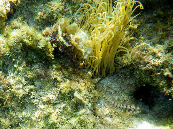 Topot Blenny ?