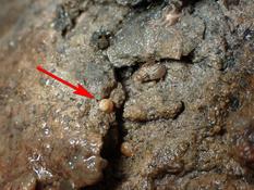 Tornus subcarinatus, Loire-Atlantique