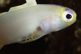Tortillon sur fléchette