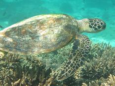 tortue aux iles Daymaniats (sultanat d'Oman)