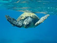 Tortue Caouane 