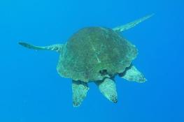 Tortue caouanne Kas-turquie