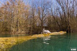 Tortue d'eau douce