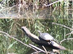 Tortue de Floride