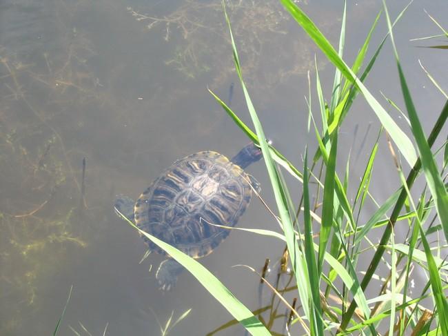 autre tortue de floride prise cette fois dans un petit étang non loin de la première