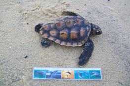 tortue de mer