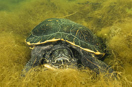 Tortue eau douce