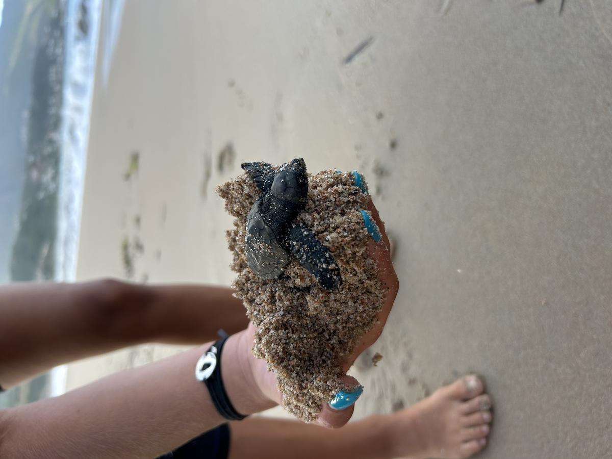 tortue marine trouvée en corse